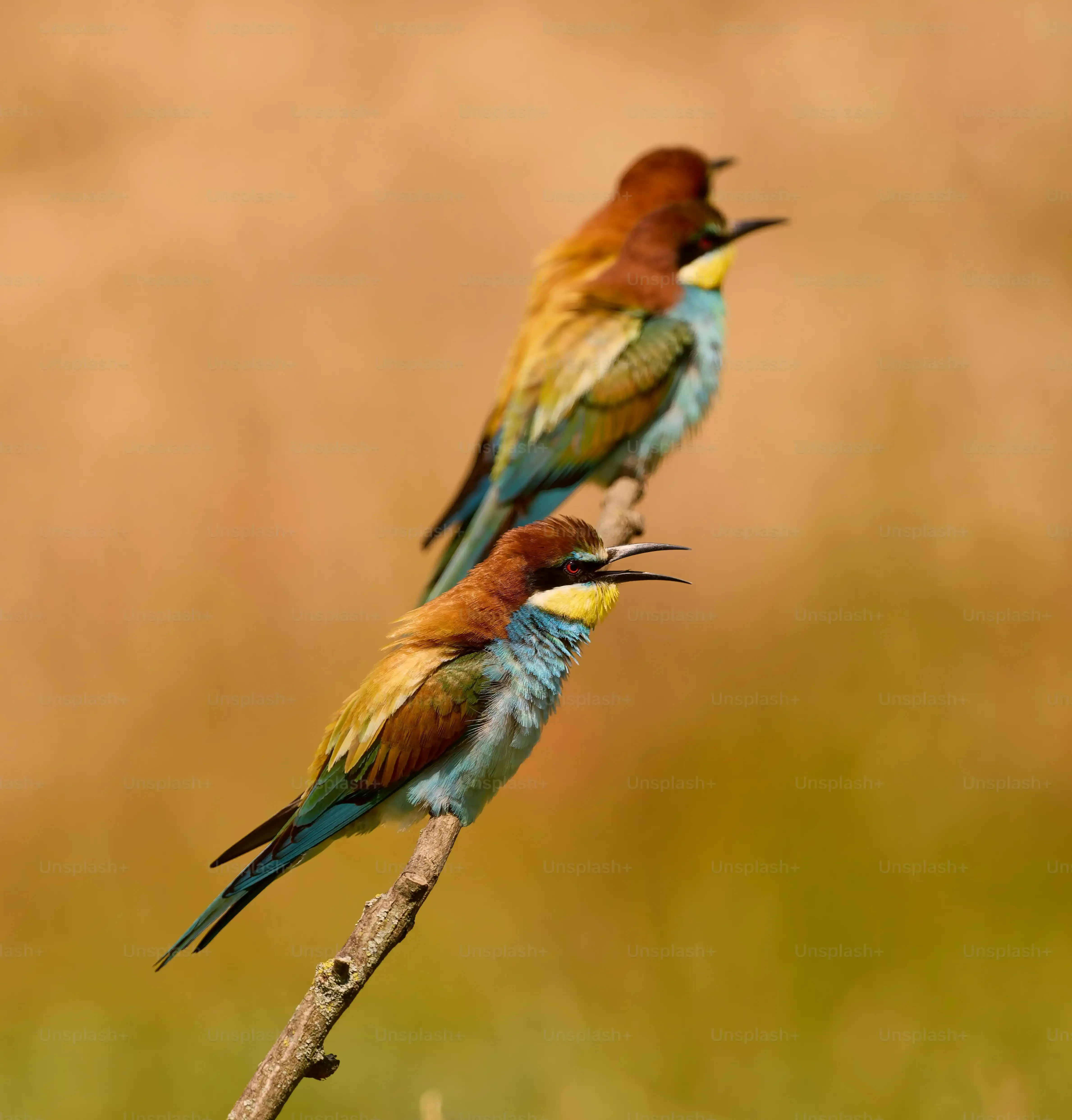 鳥の繁殖のツアー日程：驚くべき発見！プロと行く確実な旅