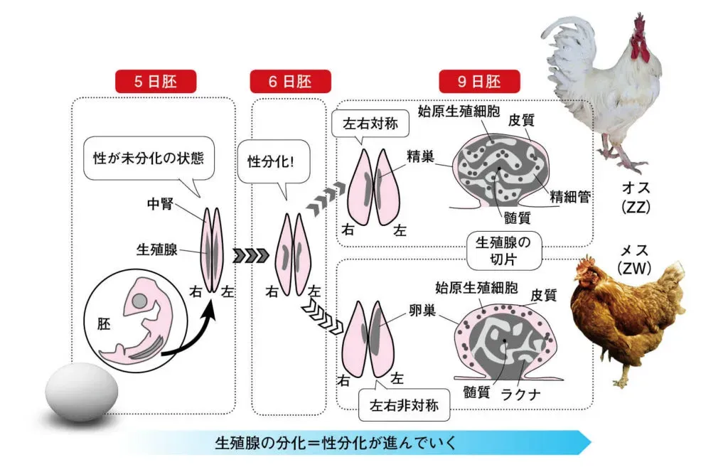 知られざる鳥の繁殖の仕組み：驚きの交尾から産卵まで