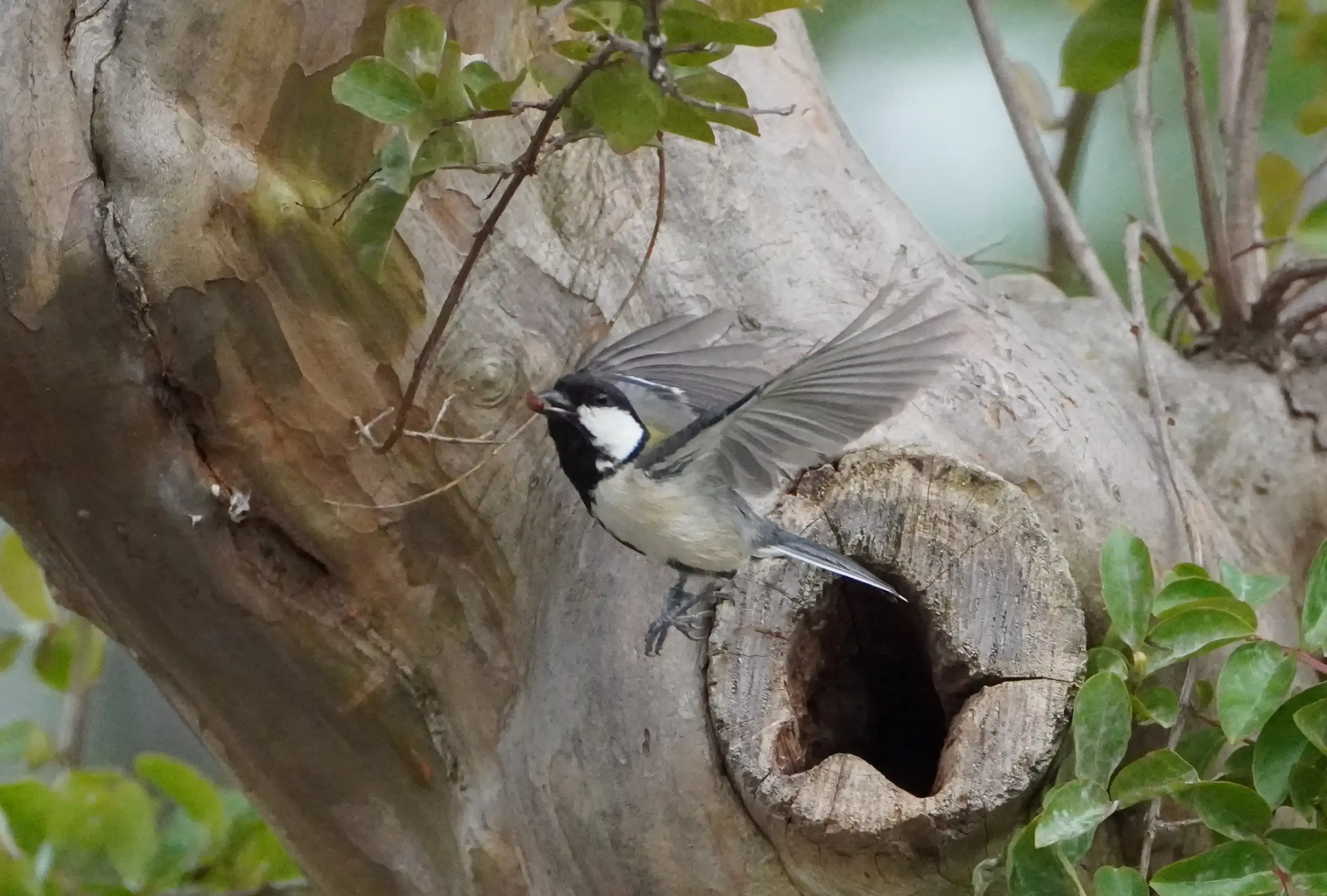 鳥の繁殖の季節到来！身近な野鳥たちとの安全で穏やかな共存を実現する重要なガイド