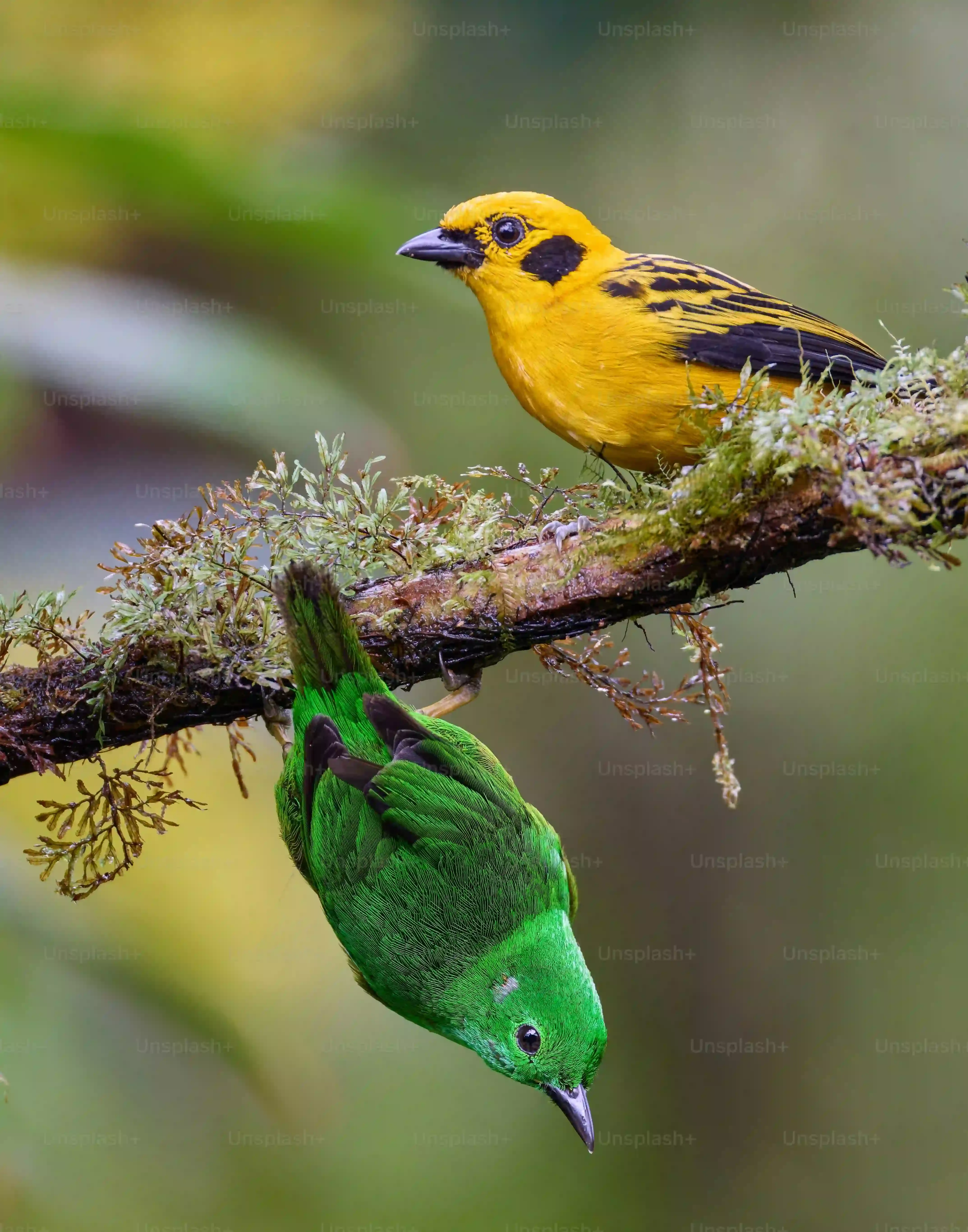 これを知れば鳥博士！鳥の繁殖の季節的な変化：驚くべき自然のサイクルと最新観察方法を徹底解説