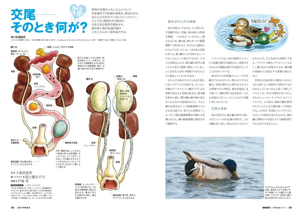 鳥の繁殖の役割：驚くべき生態と、その重要性を徹底解説