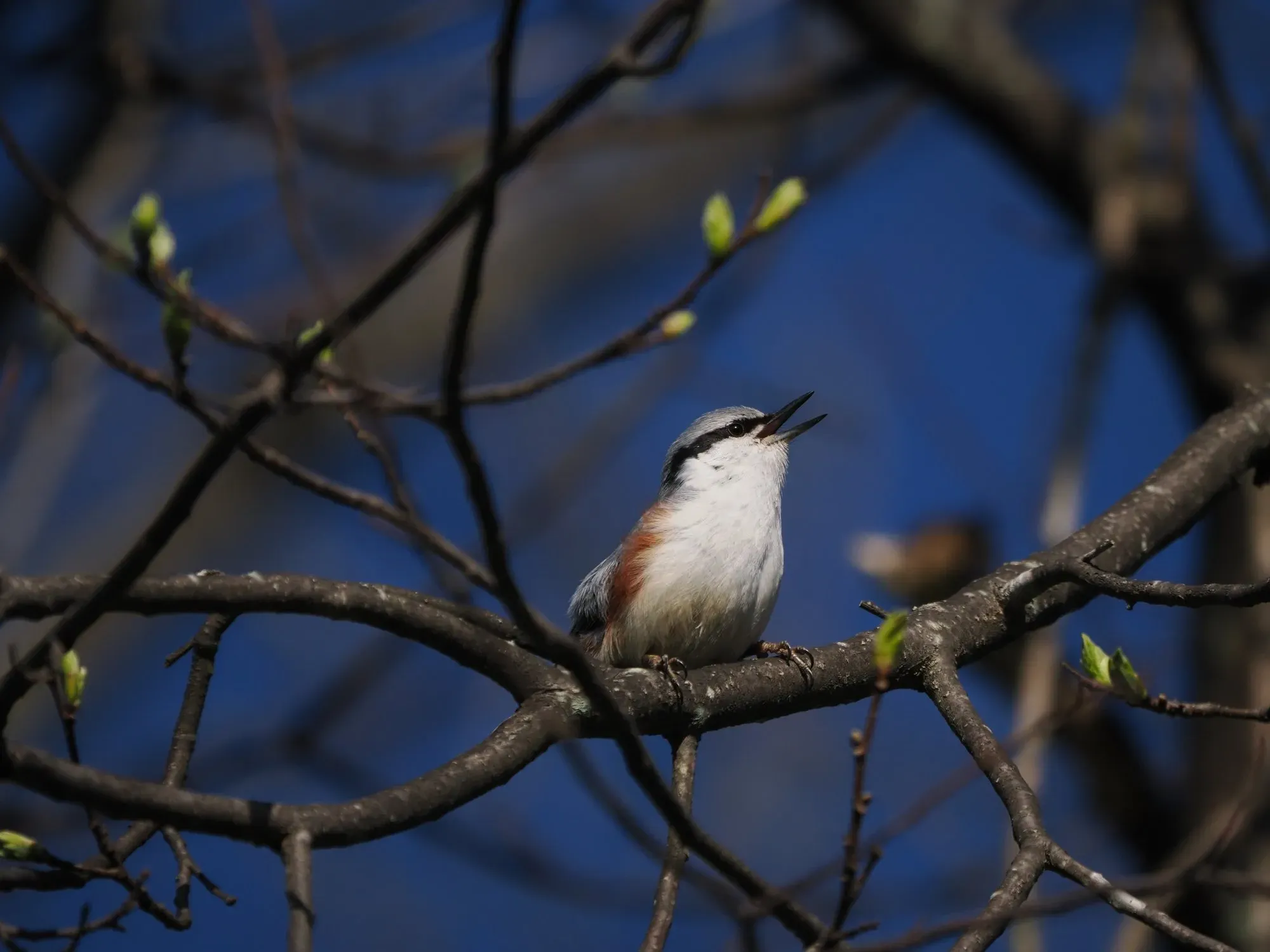 鳥の繁殖の撮影：感動必至！プロの完璧な撮影術