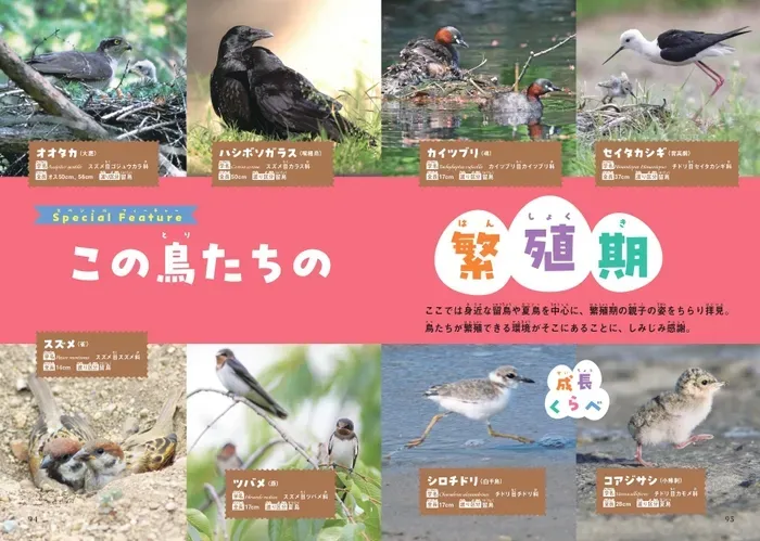 鳥の繁殖の教育：驚異の交尾から巣立ちまで！絶対成功の秘訣を解説