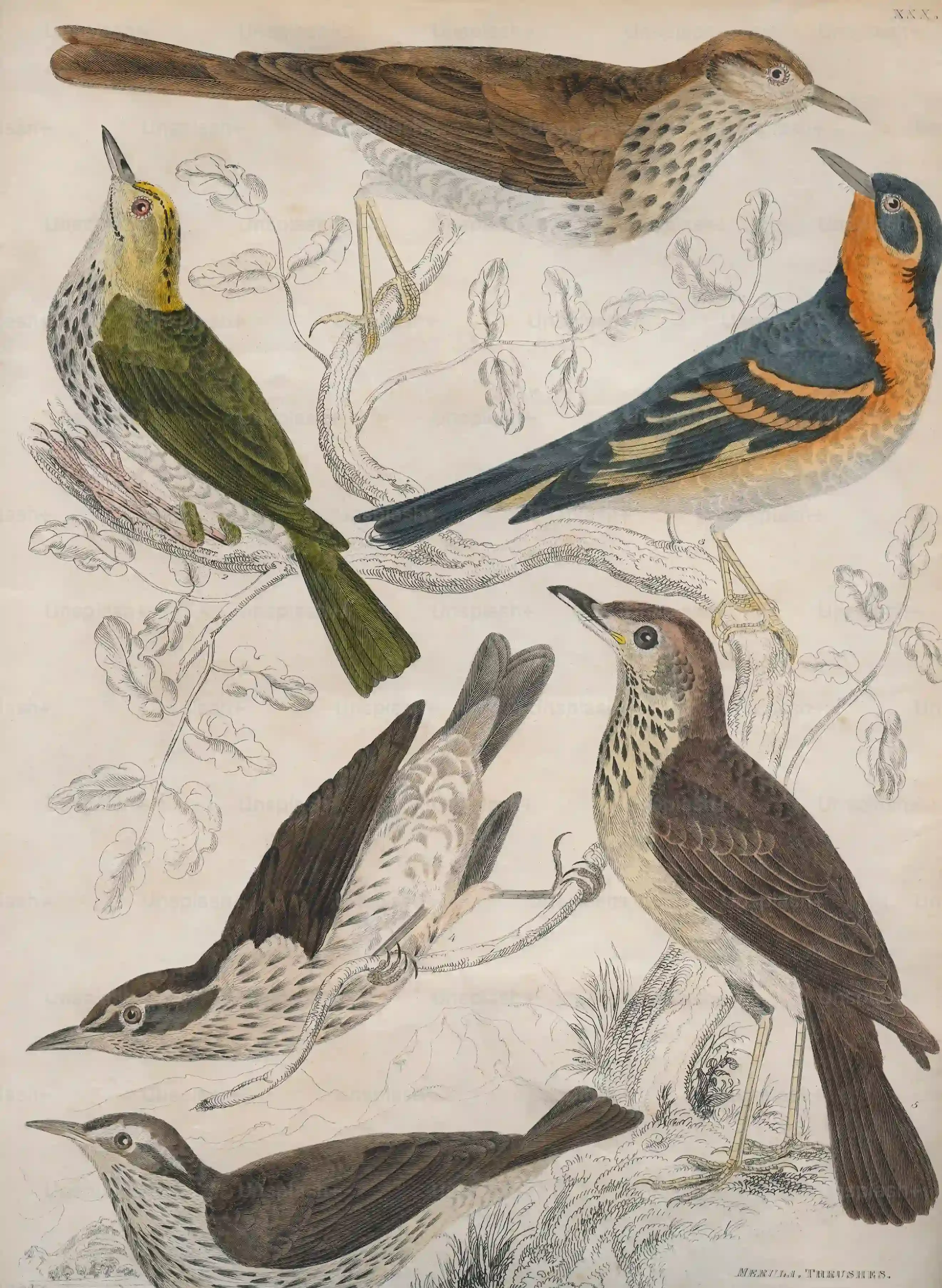 鳥の繁殖の歴史：驚くべき進化の秘密を最新研究動向から徹底解説