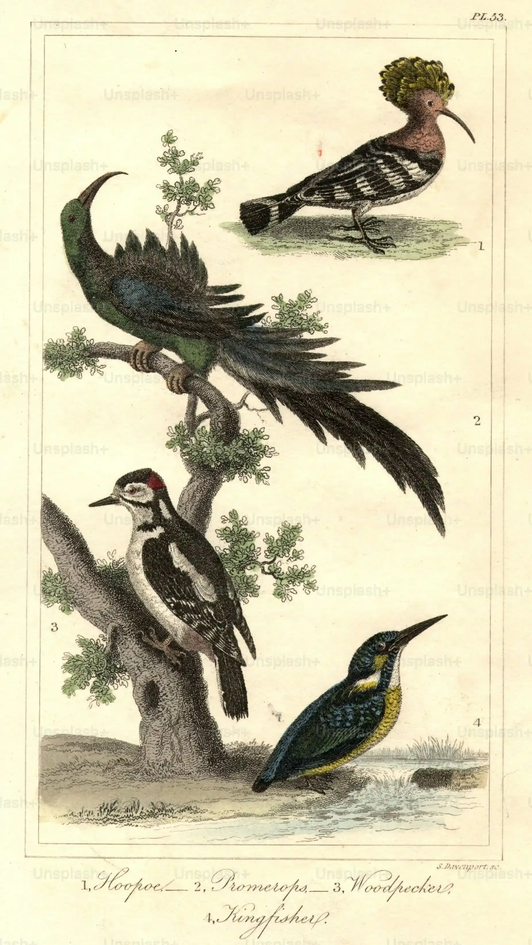 鳥の繁殖の比較：種類ごとに見る驚くべき違いと成功の秘訣