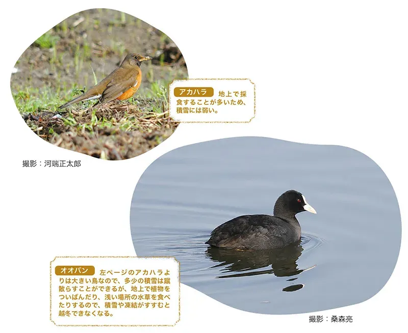 鳥の繁殖の環境影響を解明！重要なポイント