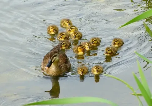 鳥の繁殖の生態：驚くべき求愛行動からヒナの巣立ちまでを徹底解説